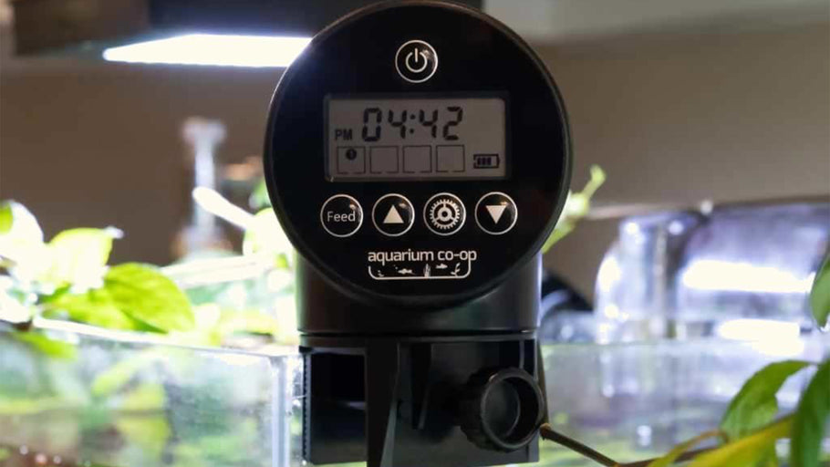 The Advantages of an Auto Feeder for Your Aquarium