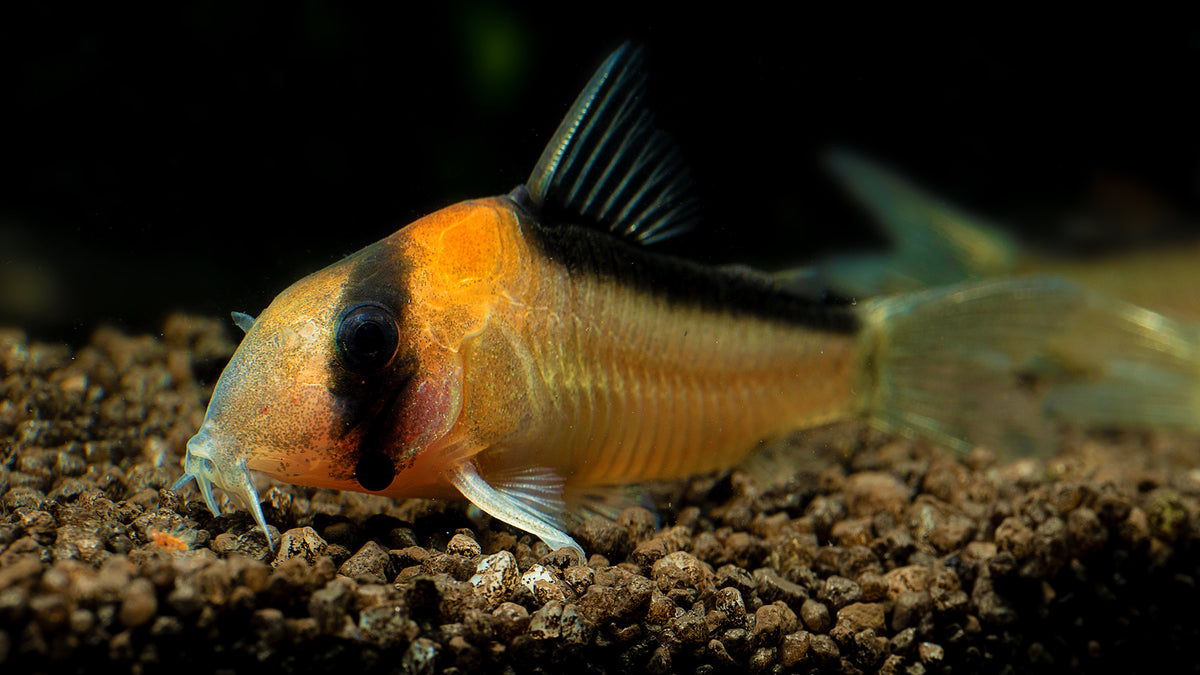 Corydoras Care 101 A Beginners Guide to these Fascinating BottomDwel