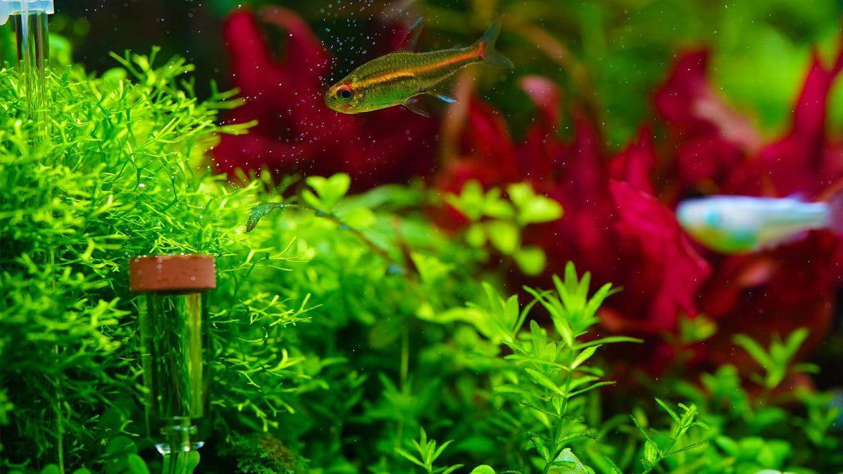 Image showcasing Advantages of Adding Pressurized CO2 to Planted Aquariums – Steenfott ...