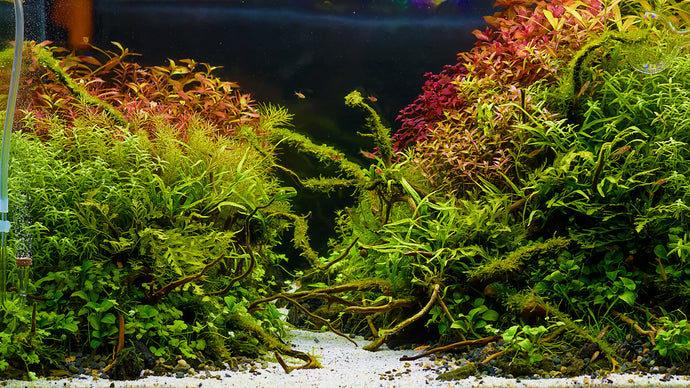 Unlocking the Benefits of Live Plants: Why Your Freshwater Aquarium Needs Them