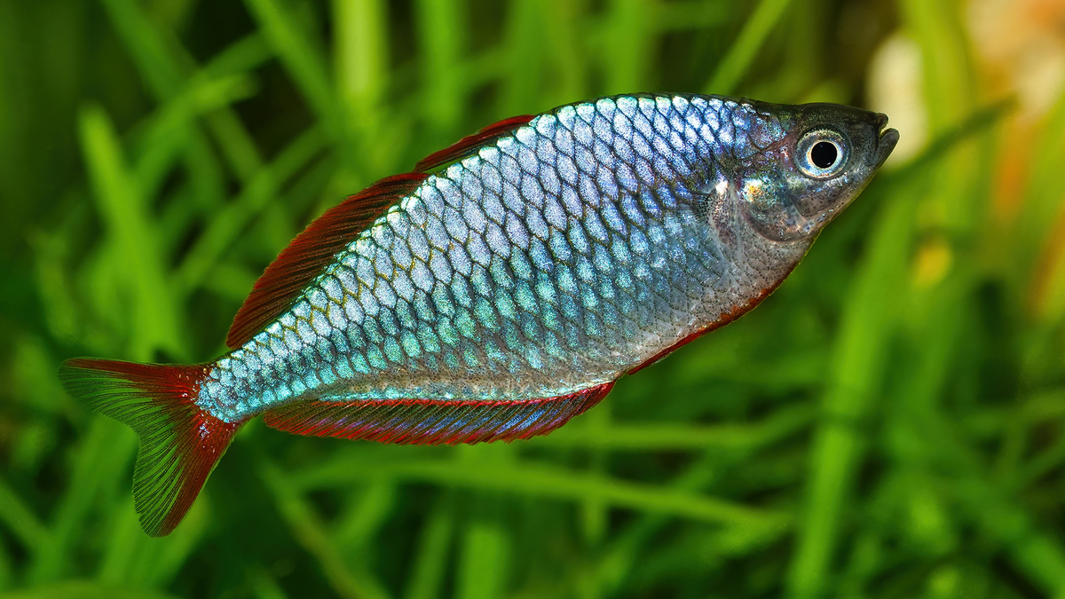 Praecox Rainbowfish: A Comprehensive Guide – Steenfott Aquatics, image size:1200x675