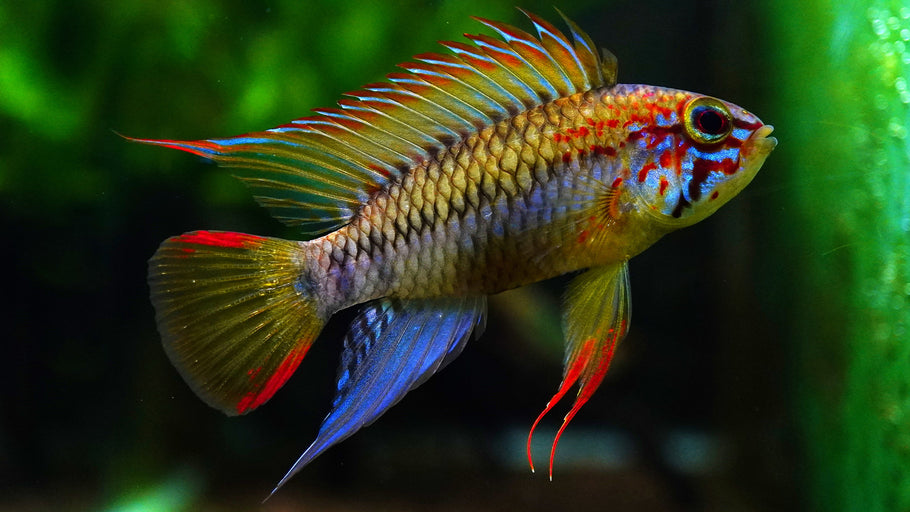 Apistogrammas: The Colorful and Fascinating World of These Dwarf Cichlids