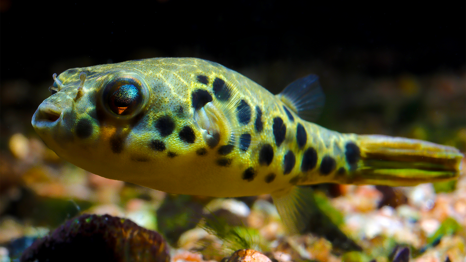 congo box puffer fish Spotted (Tetraodon schoutedeni) Danaqua Live Fish & More Spotted Congo Puffer - Wild