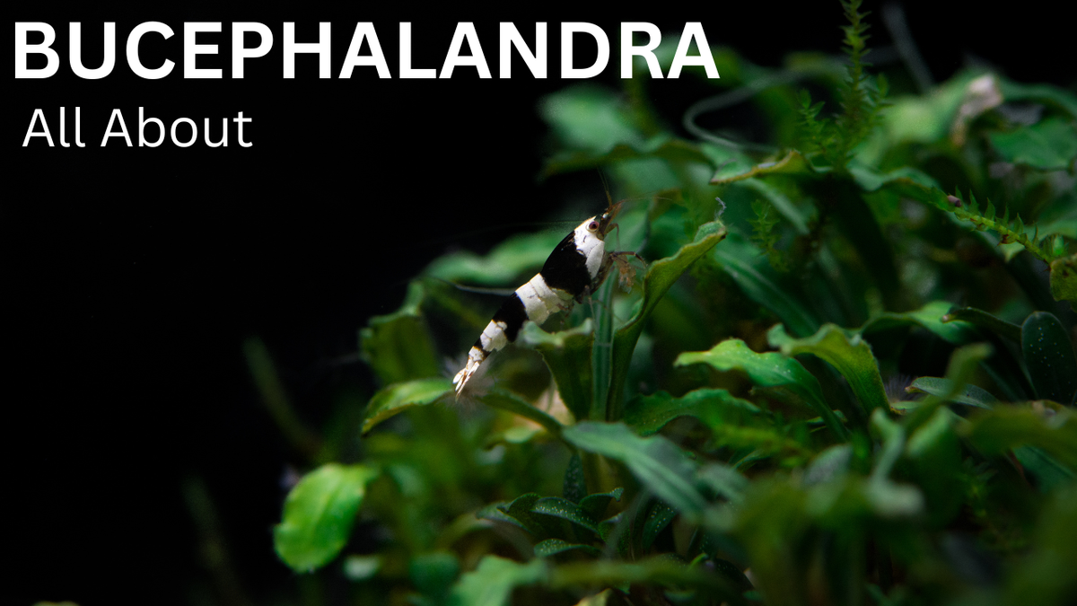 The Complete Guide to Bucephalandra – Steenfott Aquatics