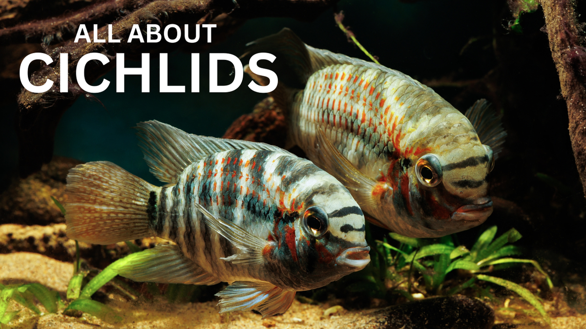Cichlid Fish: The Ultimate Guide to the Family Cichlidae – Steenfott ...