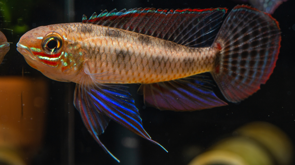 Spadetail Checkerboard Cichlid: A Comprehensive Guide (Dicrossus macul ...
