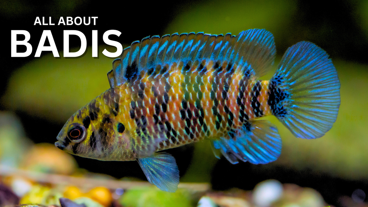 Batisi Fish Badis Fish: A Comprehensive Guide to the Family Badidae – Steenfott ...