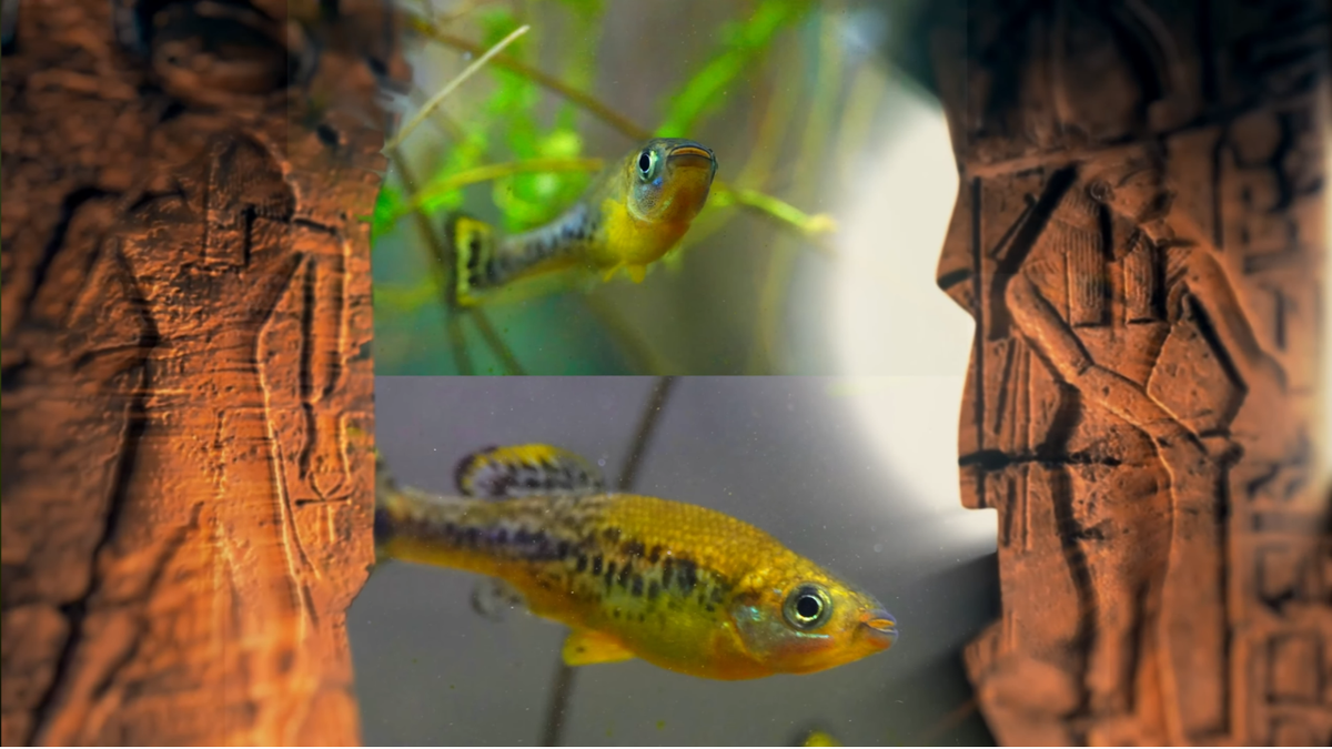 Trout Goodeid: A Comprehensive Guide (Ilyodon furcidens) – Steenfott ...