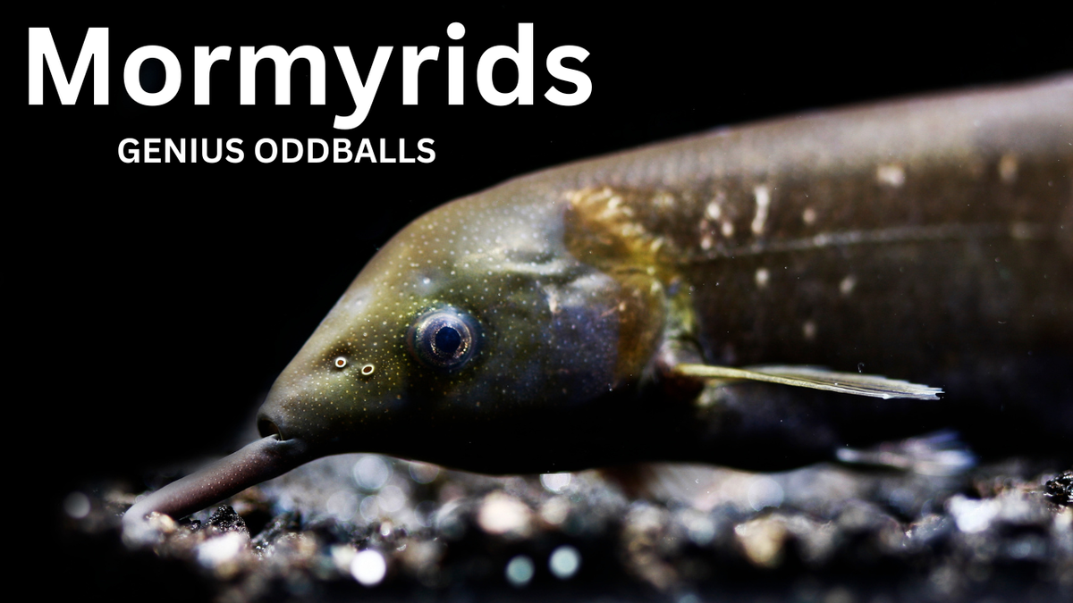 Mormyrids: The Most Intelligent Fish You’ve Never Kept – Steenfott Aquatics