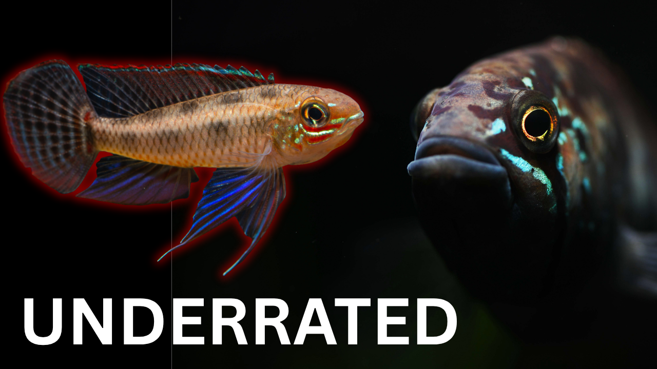 8 Dwarf Cichlids We Actually Recommend (And Why) – Steenfott Aquatics