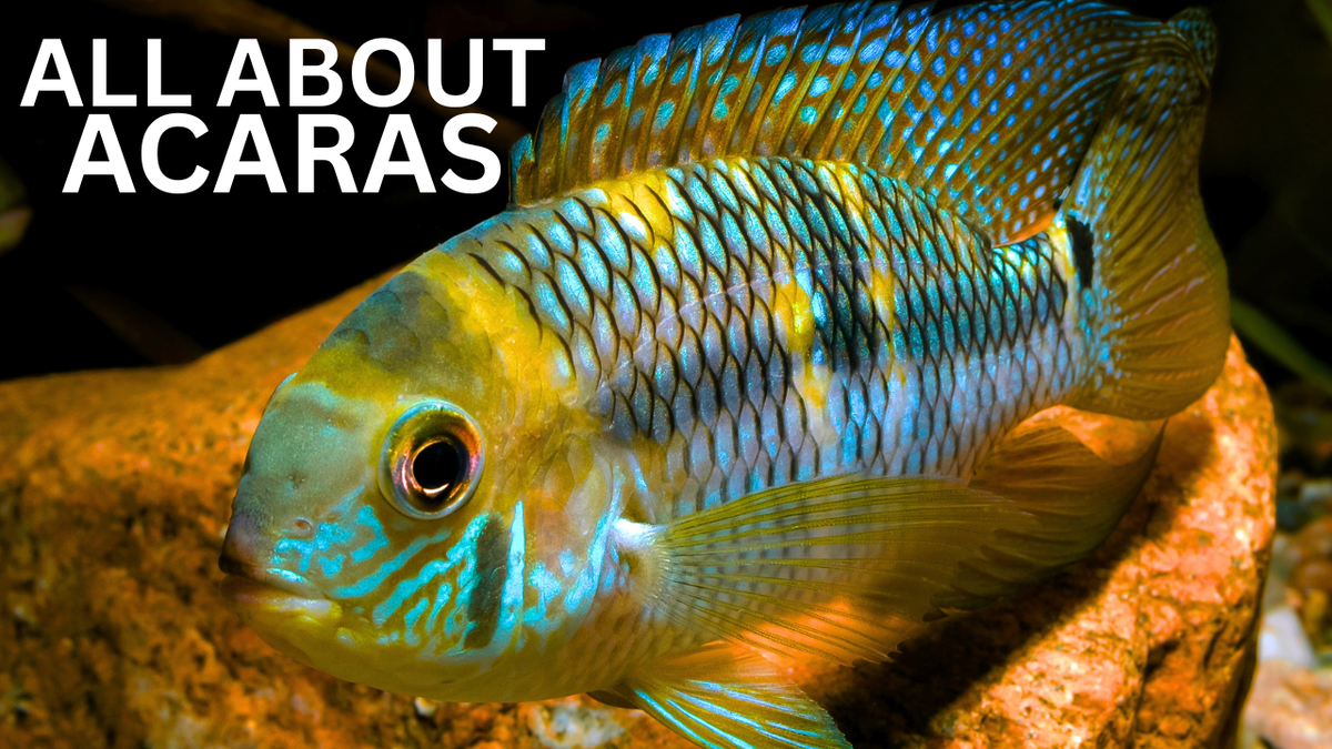 Acara Cichlids: The Complete Guide (Species, Care, and Tank Mates ...