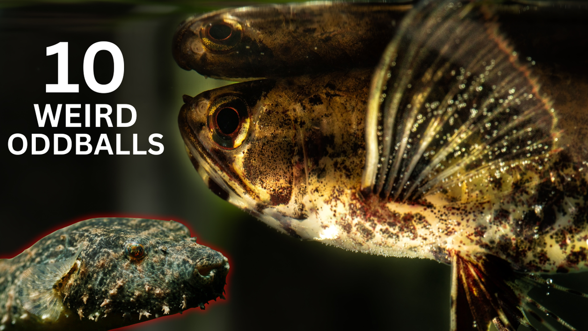 10 Freshwater Oddball Fish That Actually Live Up to the Hype ...