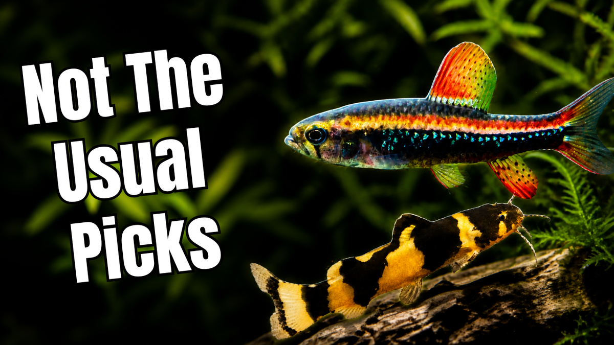 8 Nano Fish That Actually Make Your Tank Interesting – Steenfott Aquatics
