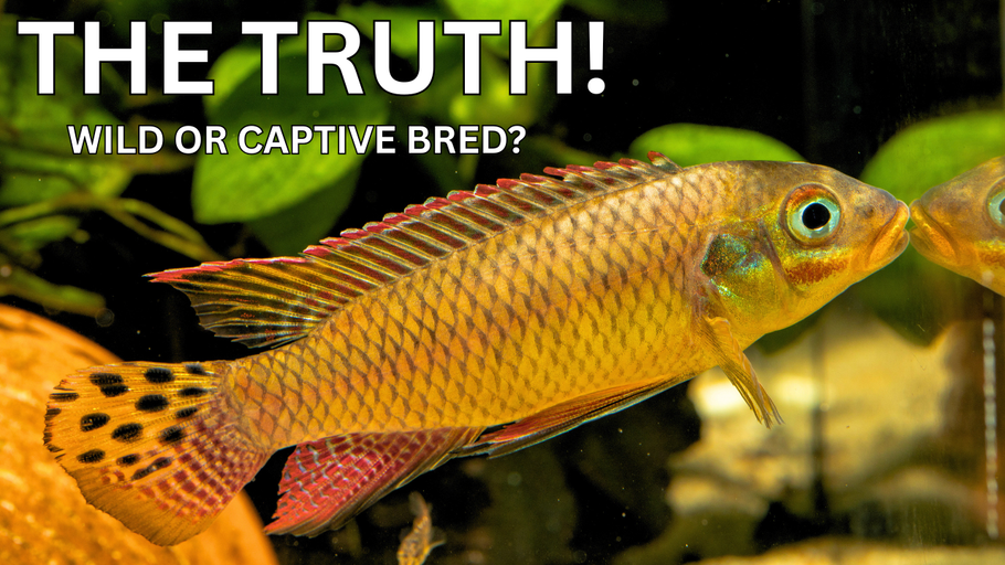 Aquarium Community College – Tagged 