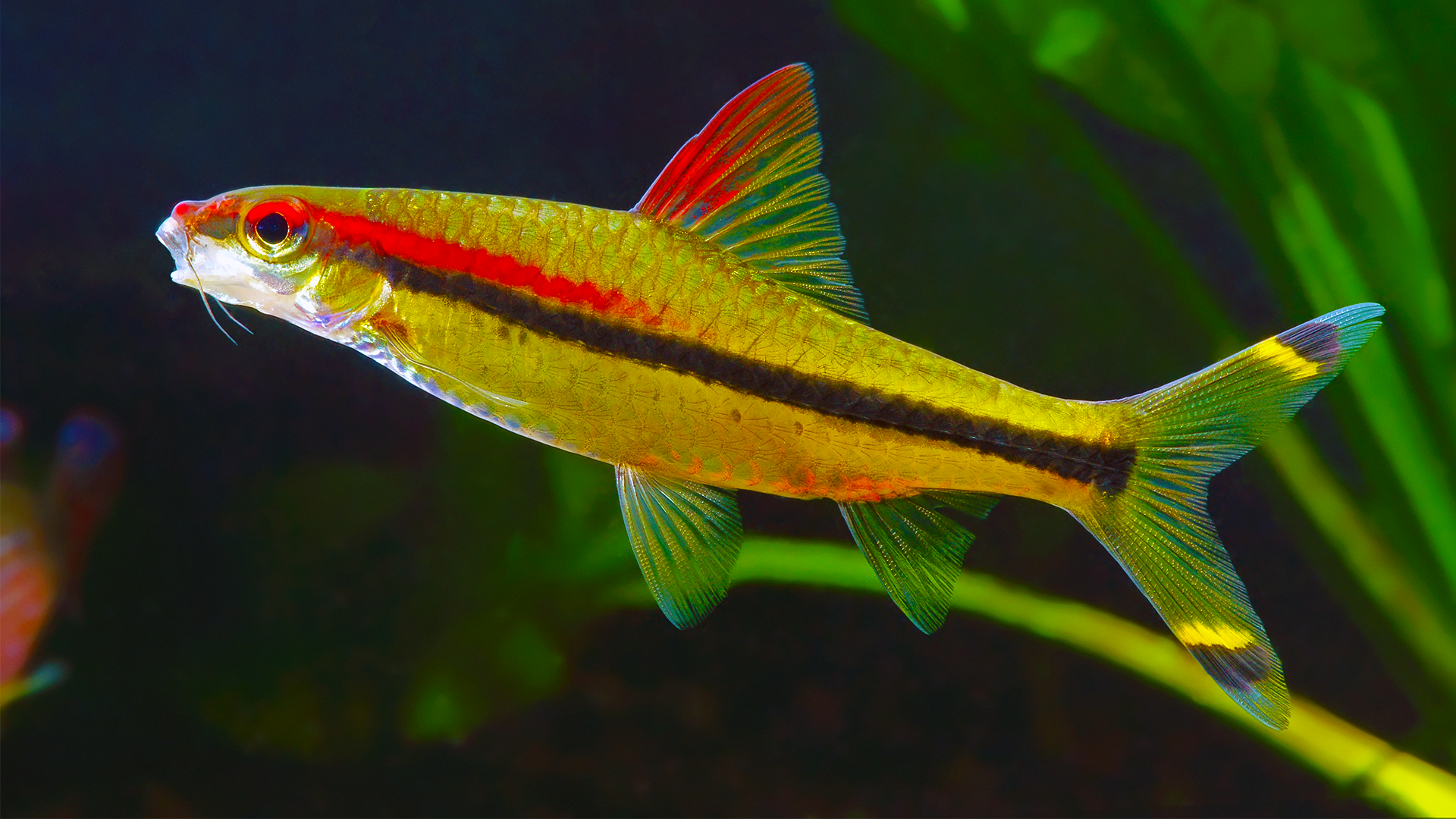 Denison Barbs: A Comprehensive Guide – Steenfott Aquatics
