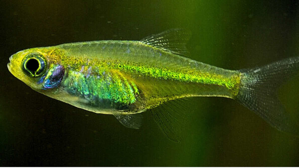 Neon Green Rasbora: A Comprehensive Care Guide (Microdevario kubotai ...