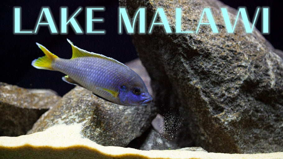 Lake Malawi Cichlids: A Beginner's Guide to Africa's Most Colorful Fish