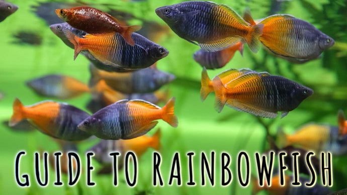 Rainbowfish: A Beginner's Guide to Nature's Living Prisms