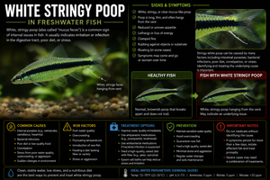 Stringy White Fish Diseases – Tagged