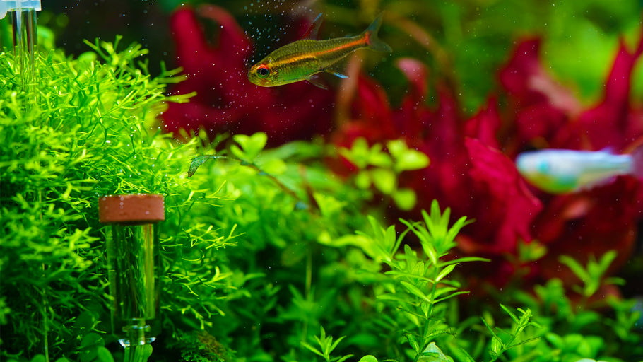 Advantages of Adding Pressurized CO2 to Planted Aquariums