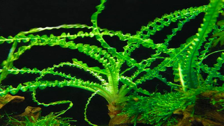 Crinum Calamistratum: A Beautiful Aquatic Plant for Your Aquarium