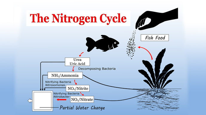 A Quick and Simple Explanation of the Nitrogen Cycle