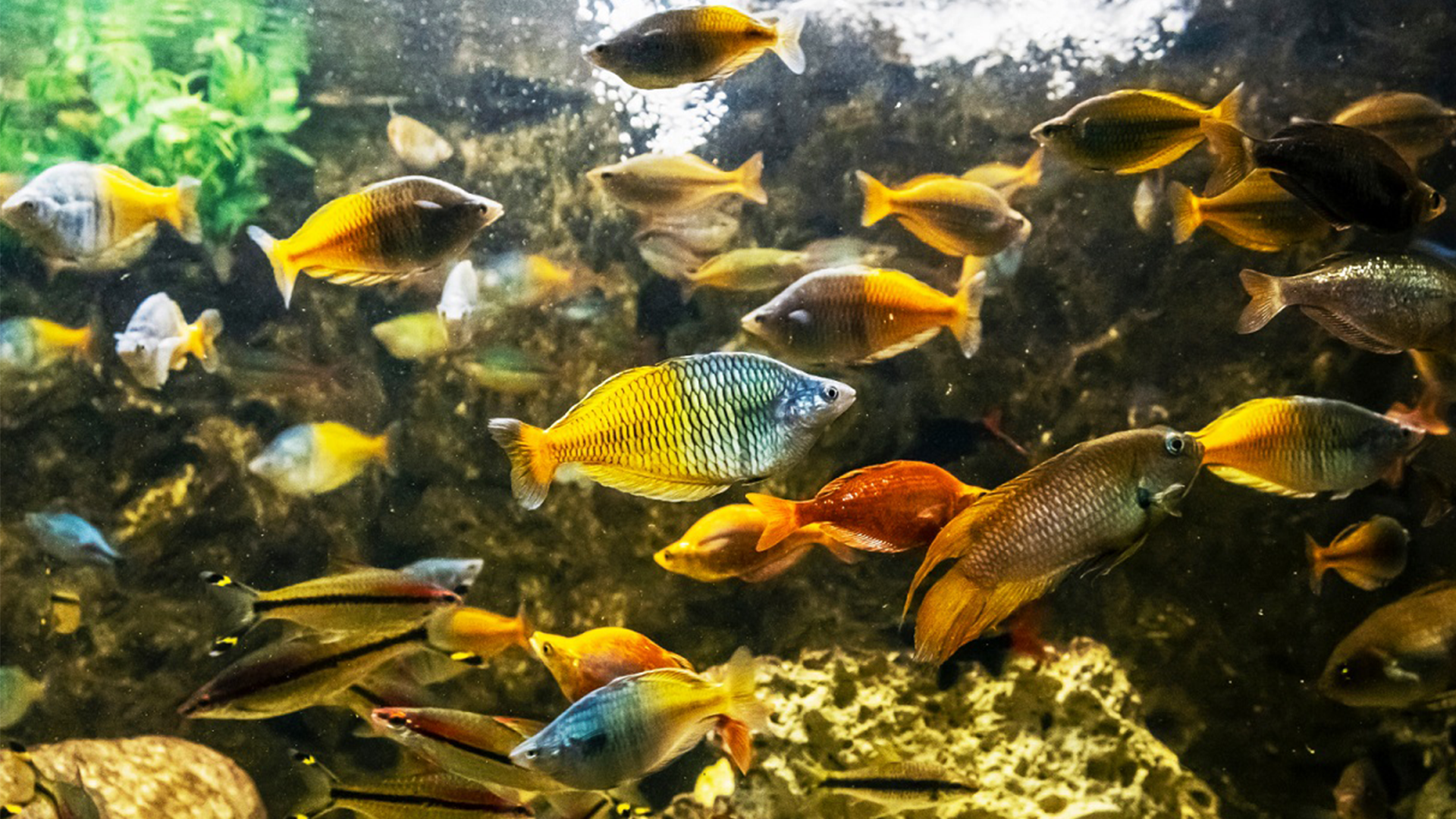 Top 5 Best Beginner Rainbow Fish: A Guide for New Fish Keepers – Steenfott  Aquatics, image size:1920x1080