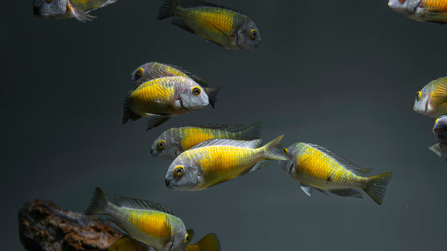Lake Tanganyika Cichlids: A Beginner's Guide to Africa's Most Spectacular Fish
