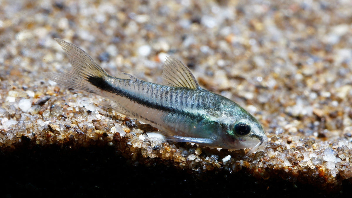 They Reason Fish Crushed Coral in Freshwater Aquariums: When It Works… and When It Does ...