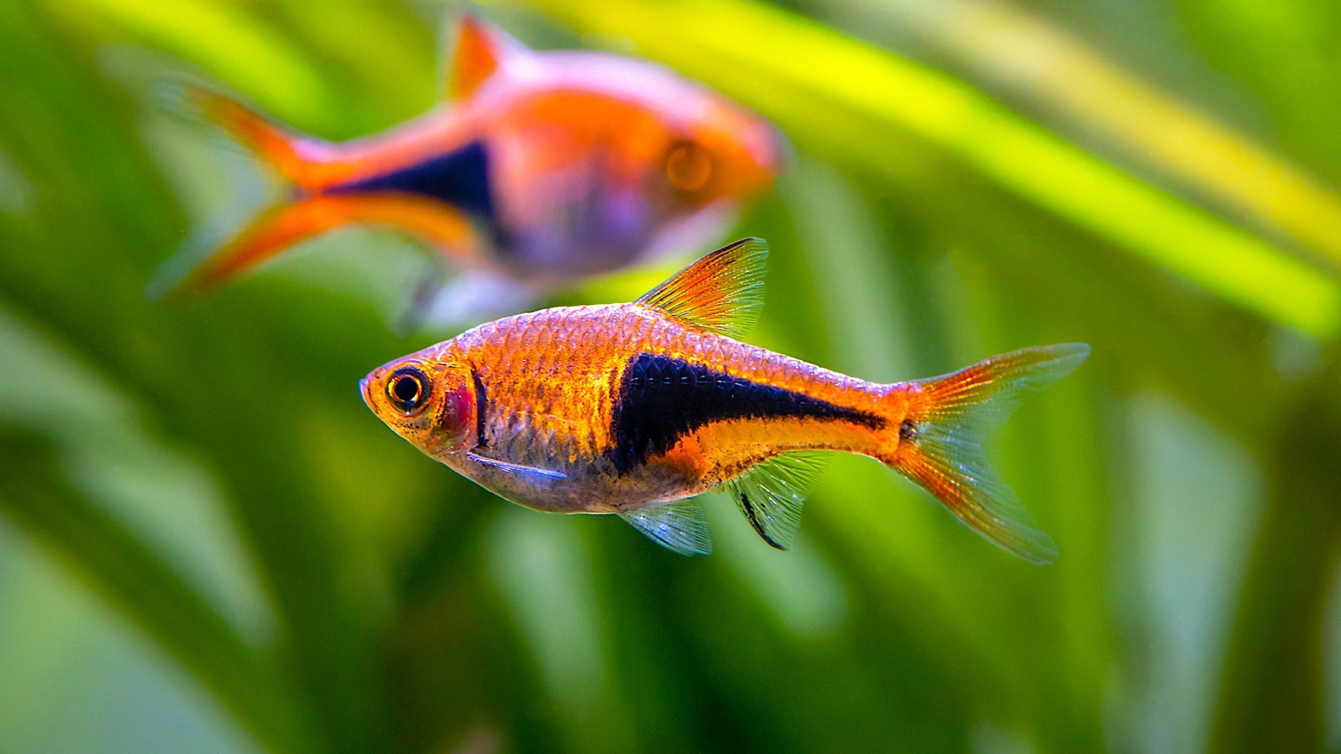 Types Of Rasboras Fish