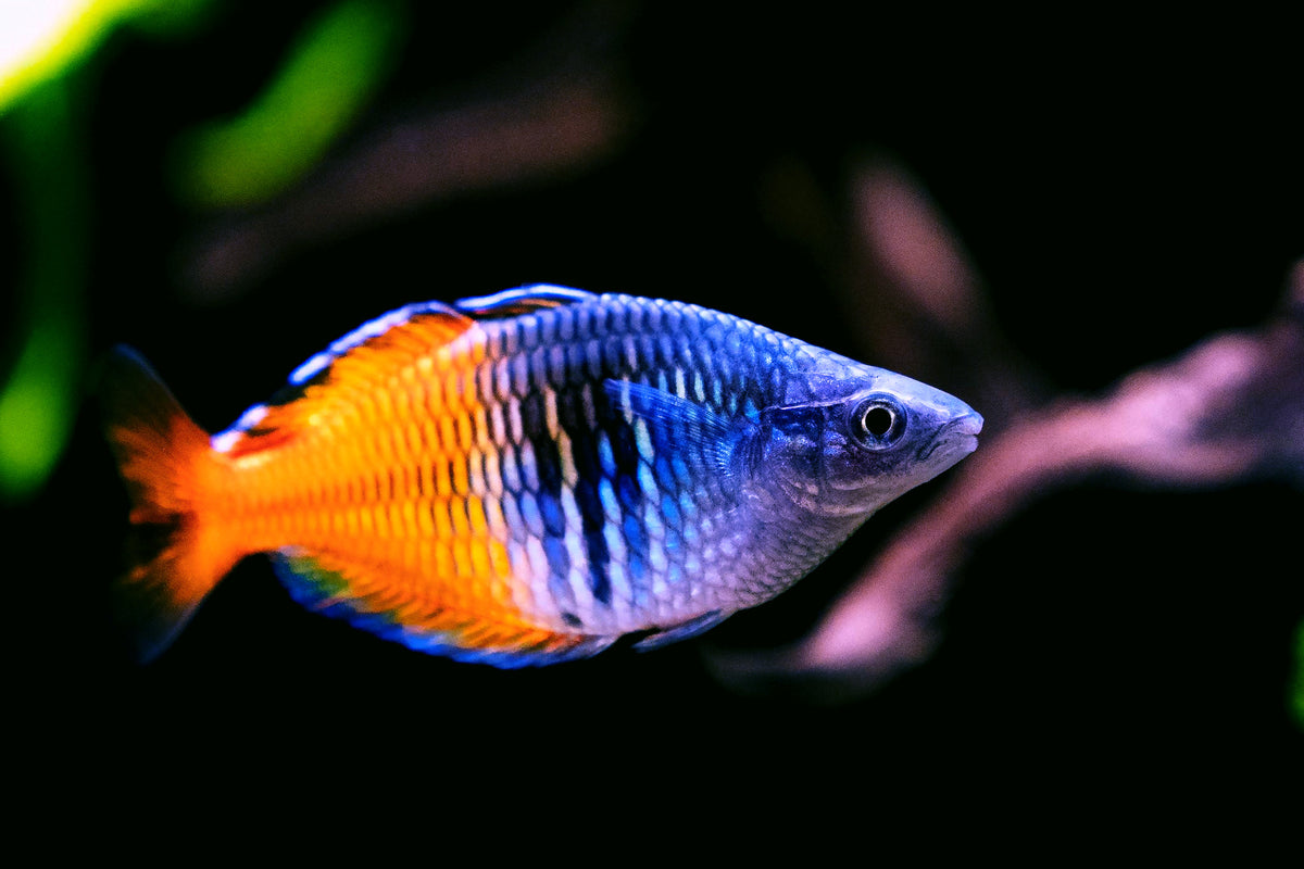 Live Fish – Steenfott Aquatics