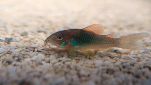 Orange Venezuelan Corydoras