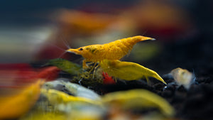 Yellow Shrimp