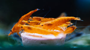 Orange Shrimp