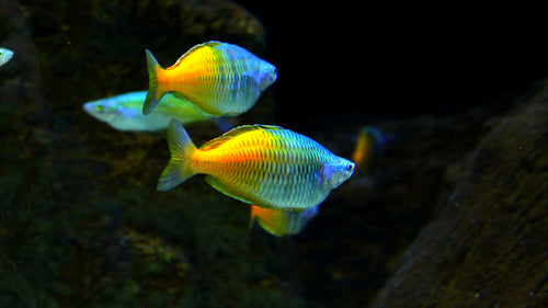 Boesemani Rainbowfish 