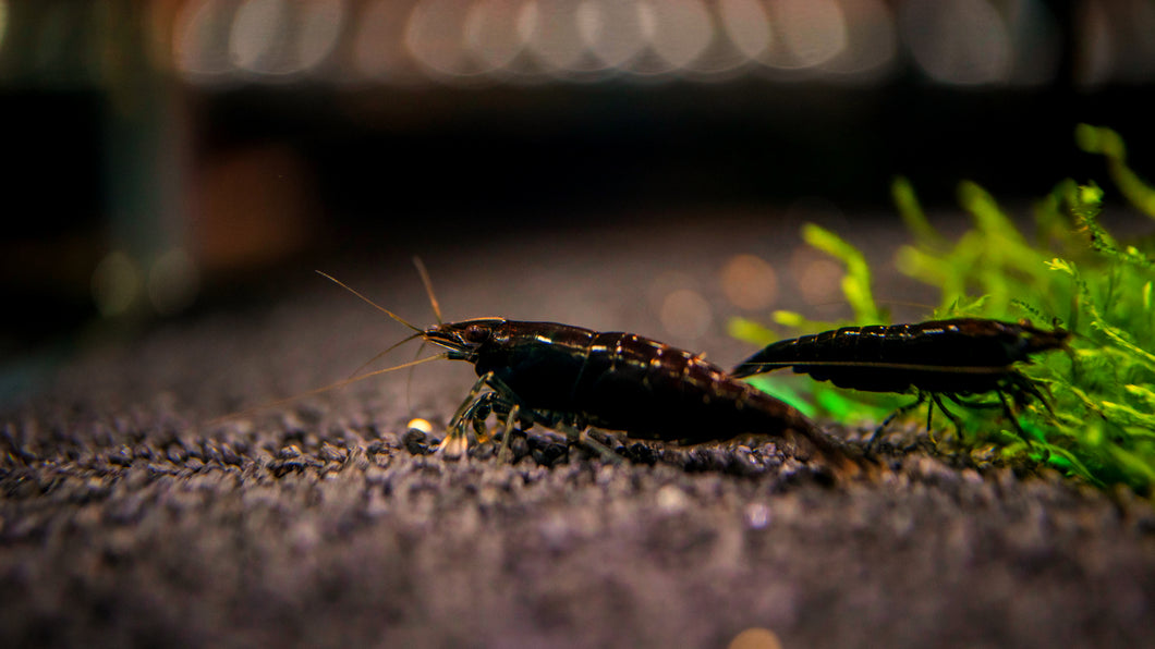 Chocolate Shrimp