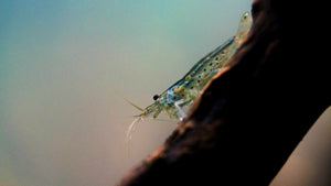 Amano Shrimp