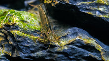 Load image into Gallery viewer, Amano Shrimp