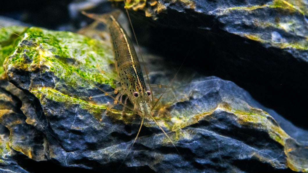 Amano Shrimp