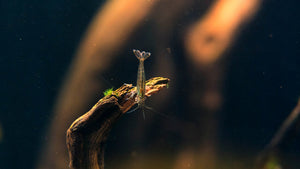 Amano Shrimp