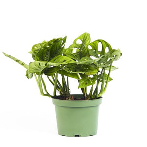 Monstera adansonii | Adanson's Swiss Cheese Plant