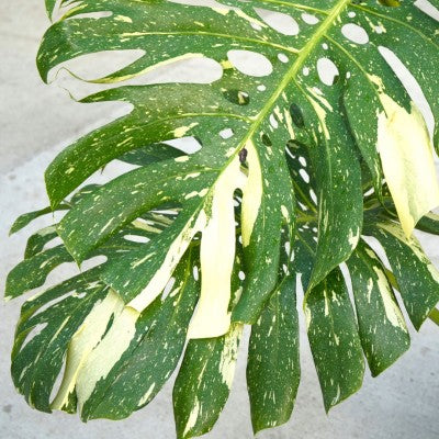 Monstera del. 'Thai Constellation' – Steenfott Aquatics
