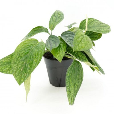 Monstera karstenianum | Monstera Peru