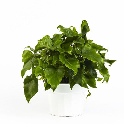 Philodendron selloum