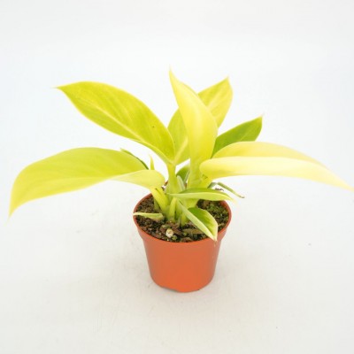 Philodendron 'Imperial Gold'