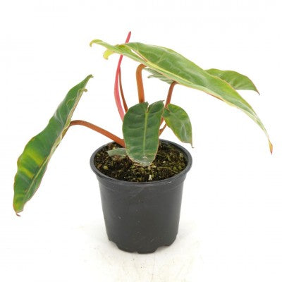 Philodendron billietiae