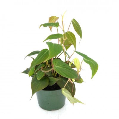 Philodendron micans | Velvet Leaf Philodendron