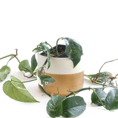 pothos albo Epipremnum pin. 'Albo-Variegata'