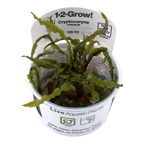 Cryptocoryne crispatula