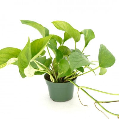 Epipremnum aur. 'Green Queen' | Pothos